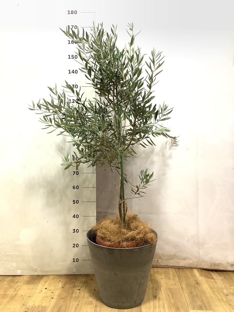 観葉植物 オリーブの木 10号 チプレッシーノ アルマ ミドル 付き