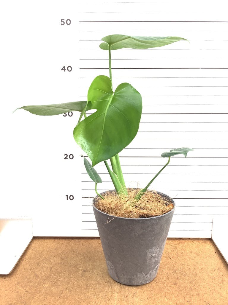 観葉植物 モンステラ 3号 エステリ ピンク 付き | 観葉植物なら