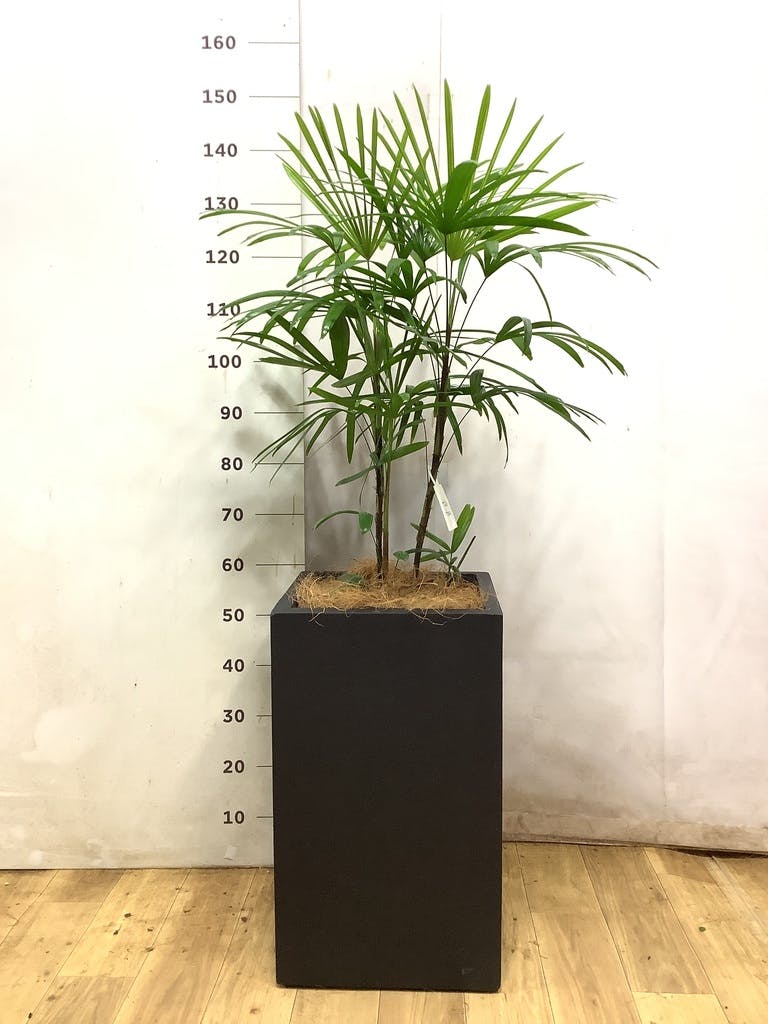 観葉植物 シュロチク（棕櫚竹） 8号 リブバスケットNatural 付き