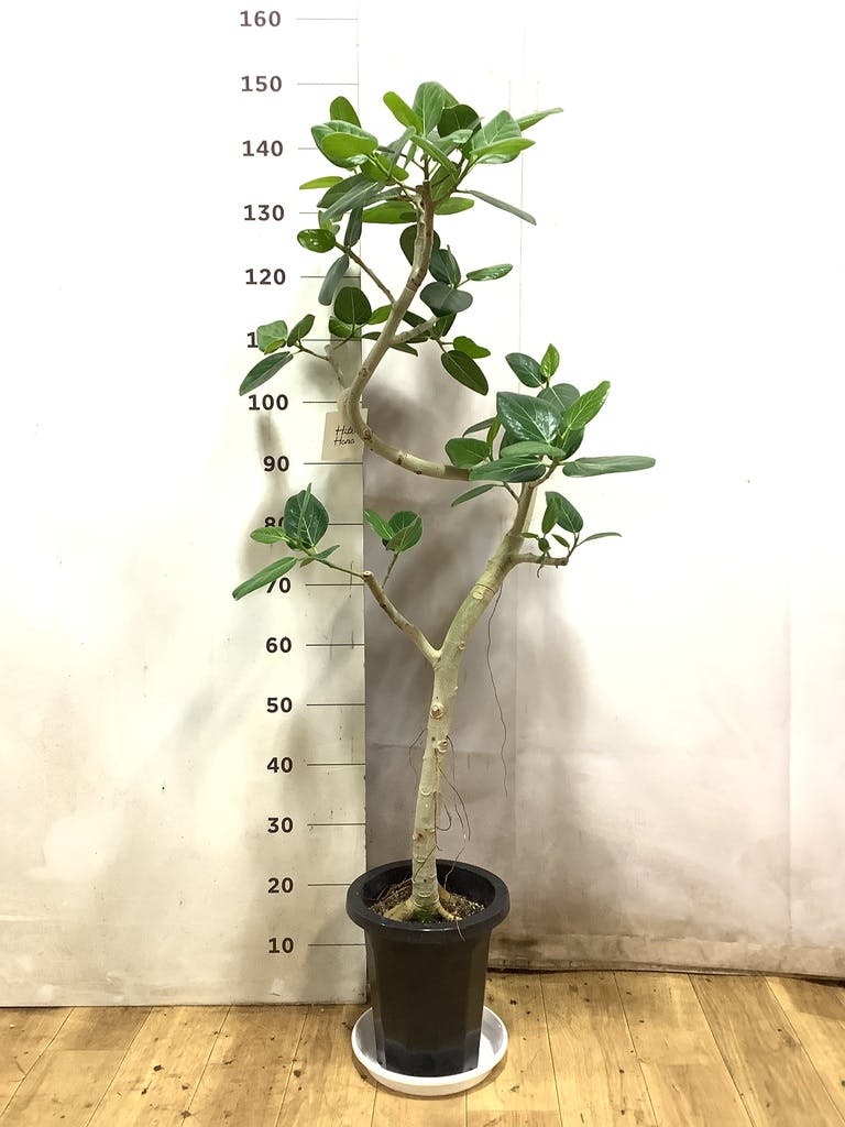 観葉植物 フィカス ベンガレンシス 8号 曲り プラスチック鉢 | 観葉