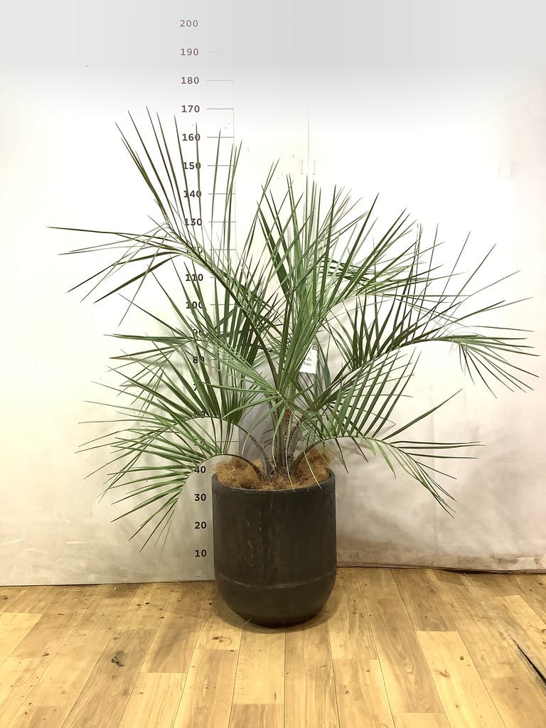 観葉植物 ココスヤシ (ヤタイヤシ) 10号 アートストーン ラウンド