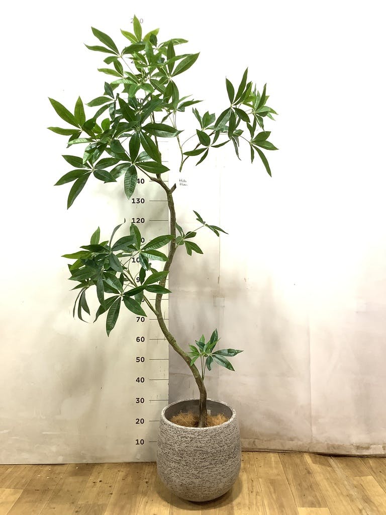 フェイクグリーン フェイクグリーン 30cm～ | 通販専門店 HitoHana（ひとはな）