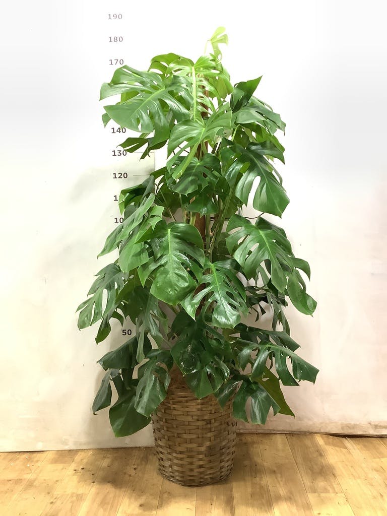 モンステラ 観葉植物　10号 モンステラ 10号 | 観葉植物 | インテリアやギフトに - Hitohana（ひと