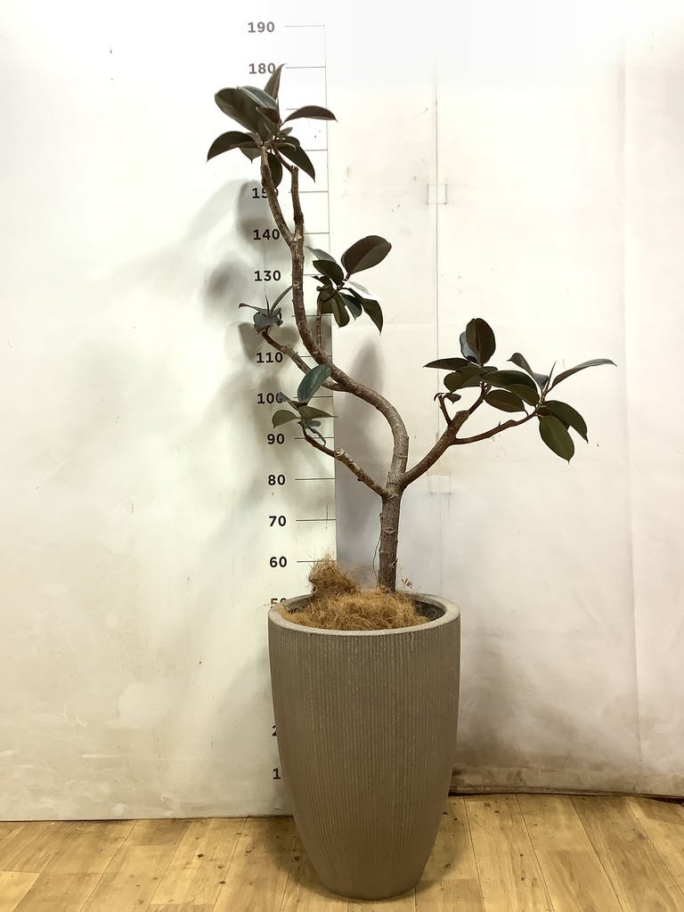 フィカス バーガンディ 8号 | 観葉植物 | インテリアやギフトに