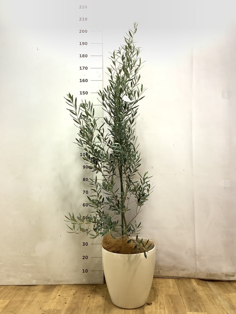 観葉植物 オリーブの木 10号 チプレッシーノ エステリ グリーン 付き