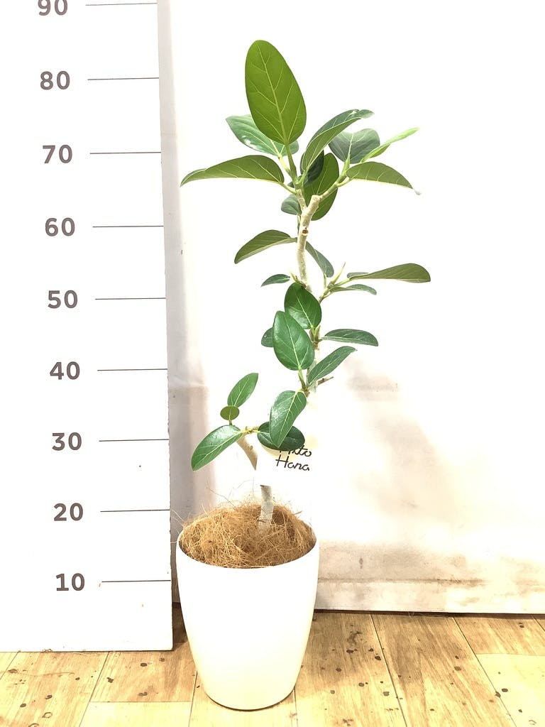 フィカス ベンガレンシス 5号 | 観葉植物通販 HitoHana（ひとはな）