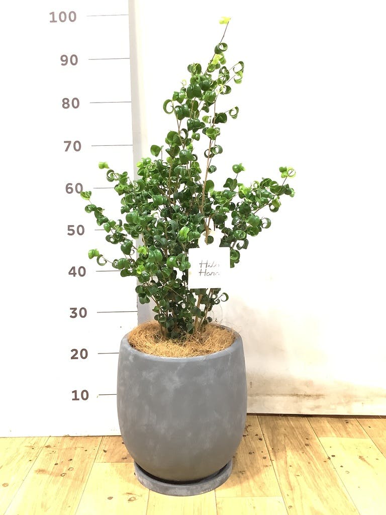 フィカス ベンジャミン 6号 | 観葉植物 | インテリアやギフトに