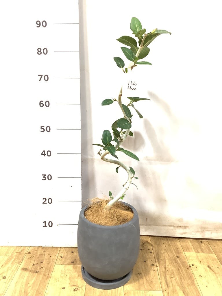フィカス ベンガレンシス 5号 | 観葉植物通販 HitoHana（ひとはな）