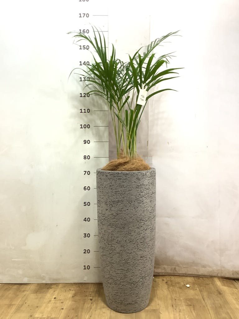 アレカヤシ 8号 | 観葉植物 | インテリアやギフトに - Hitohana（ひと