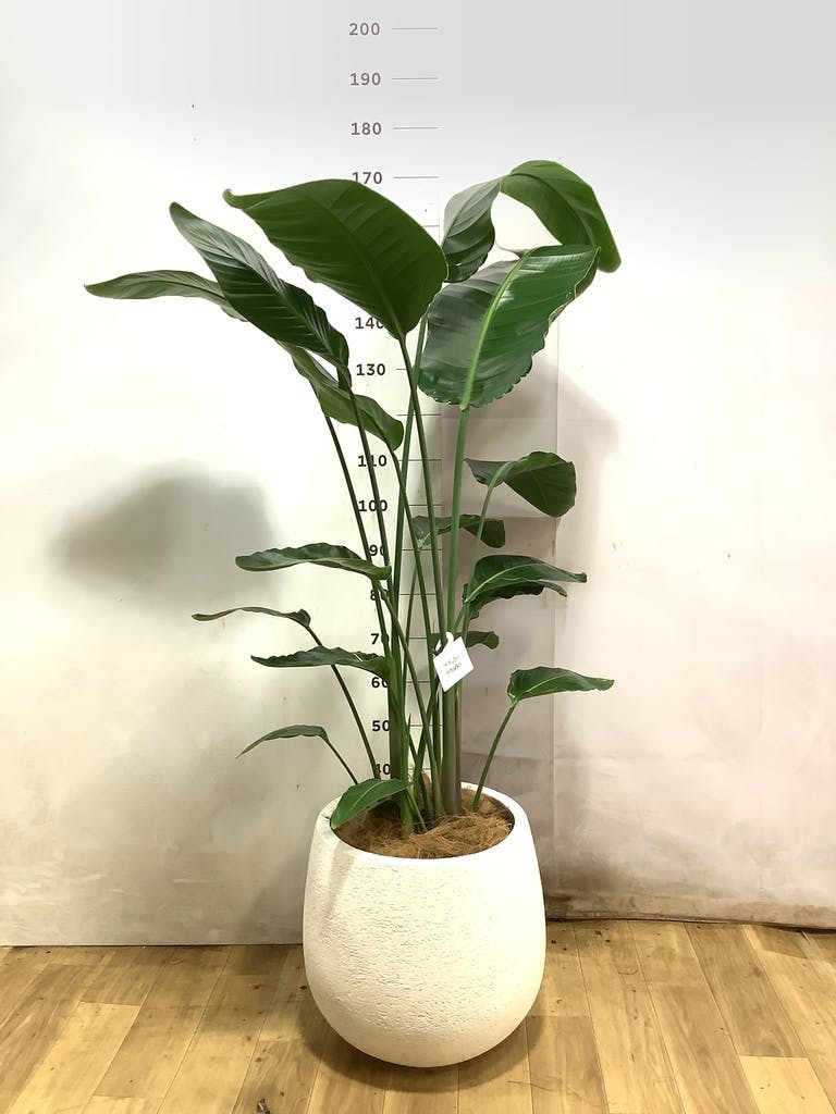 観葉植物 オーガスタ 10号 ジュピター 白 付き | 観葉植物ならHitoHana