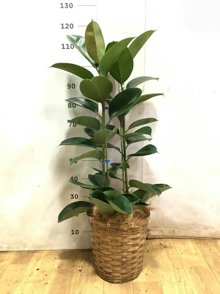 フィカス ロブスター 写真 | 観葉植物通販HitoHana(ひとはな)
