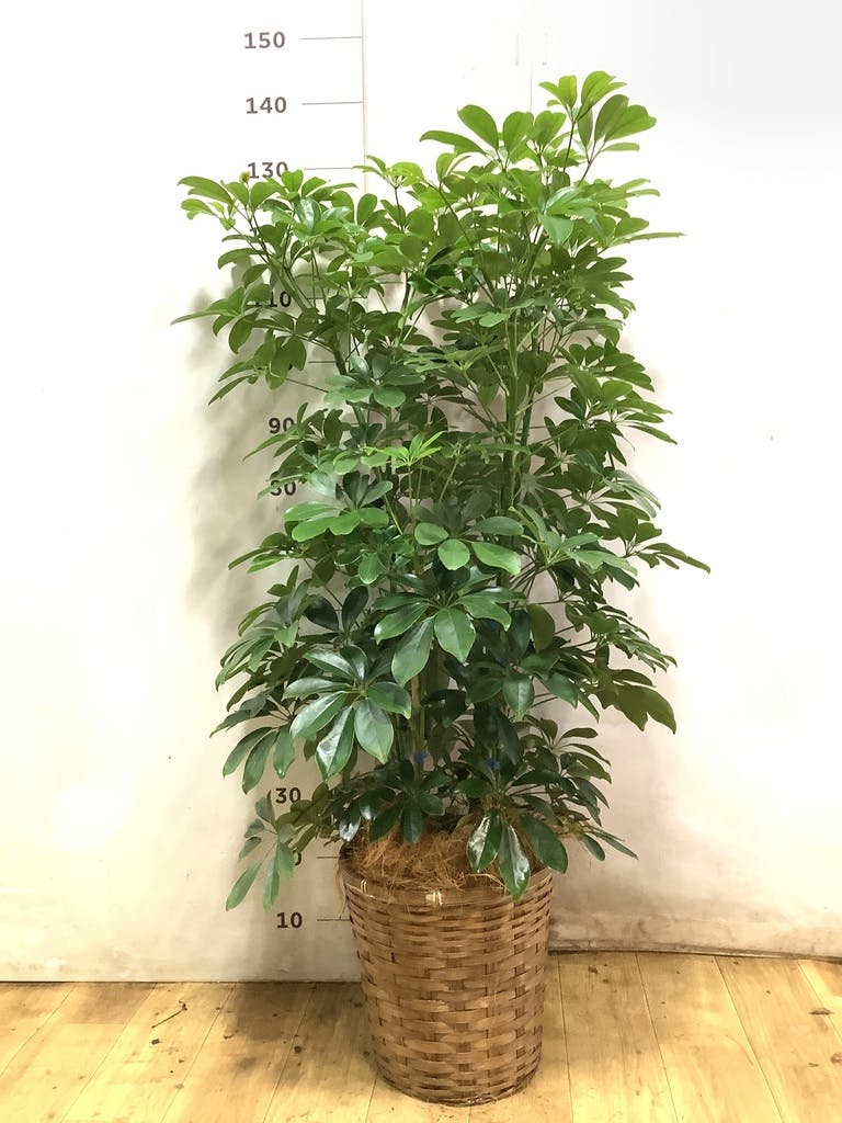 観葉植物 シェフレラ（カポック） 8号 ノーマル 竹バスケット 付き