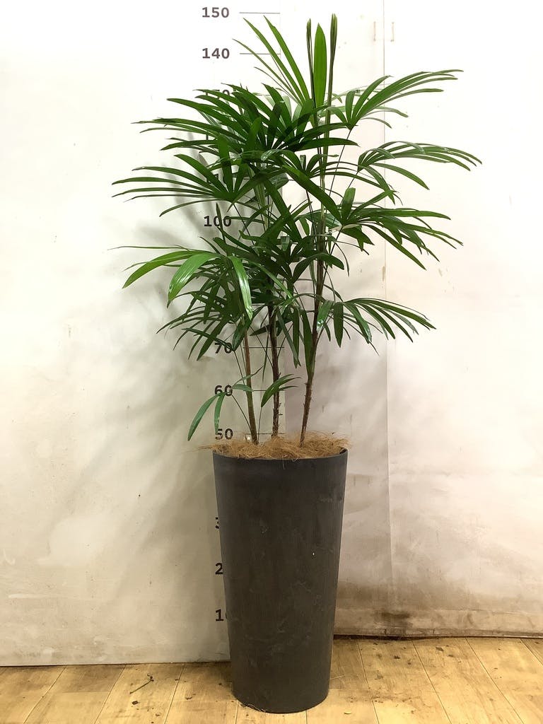 観葉植物 シュロチク（棕櫚竹） 8号 ベータ キューブプランター ウッド