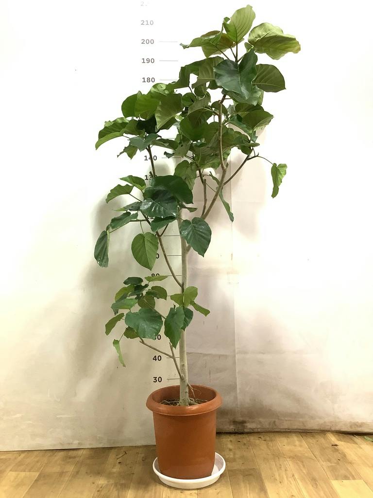 観葉植物 フィカス ウンベラータ 10号 ノーマル プラスチック鉢 | 観葉