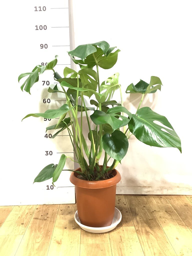 モンステラ 1点もの | 観葉植物 | 送料無料でお届け - Hitohana（ひと