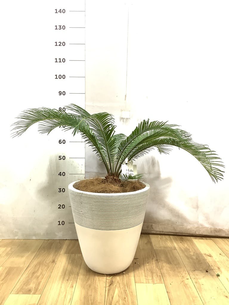 ソテツ | 観葉植物の通販ならHitoHana（ひとはな）