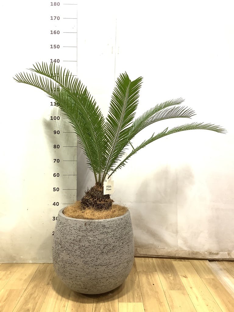 ソテツ 3号 | 観葉植物通販HitoHana(ひとはな)