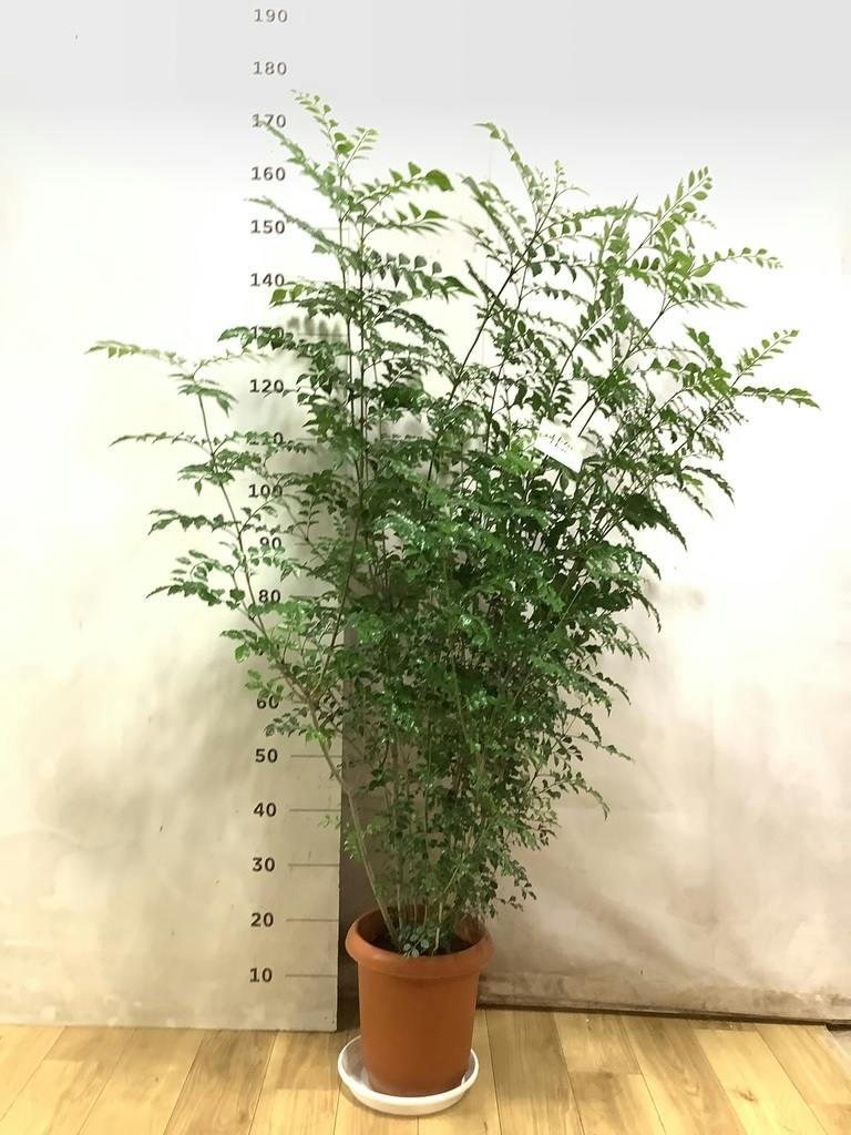 観葉植物 シマトネリコ 8号 プラスチック鉢 | 観葉植物ならHitoHana