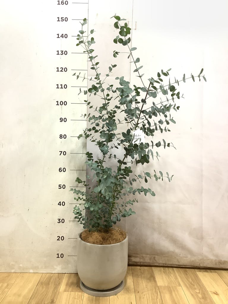 ユーカリ 7号 | 通販専門店 HitoHana（ひとはな）