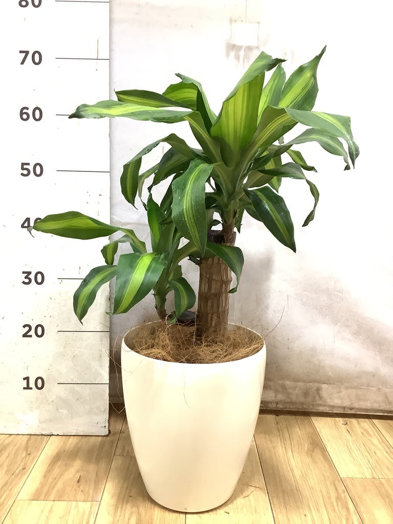ドラセナ 6号 | 観葉植物の通販ならHitoHana（ひとはな）