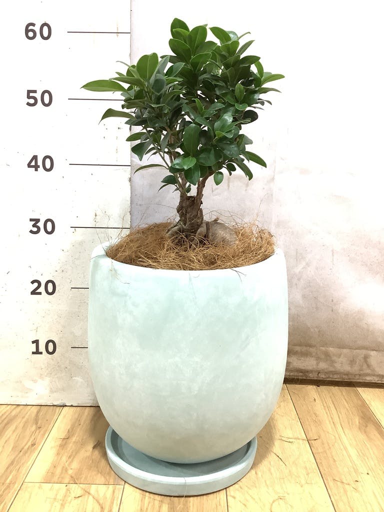ガジュマル 6号 | 観葉植物 | インテリアやギフトに - Hitohana（ひと