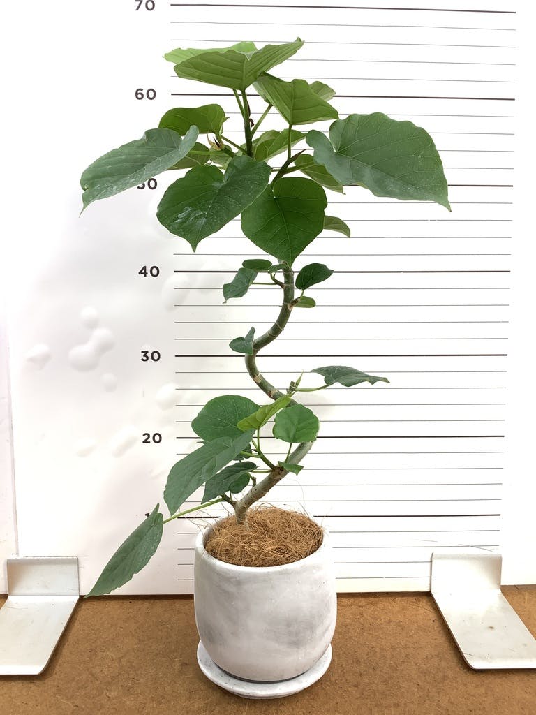 ウンベラータ 4号 | 観葉植物の通販ならHitoHana（ひとはな）