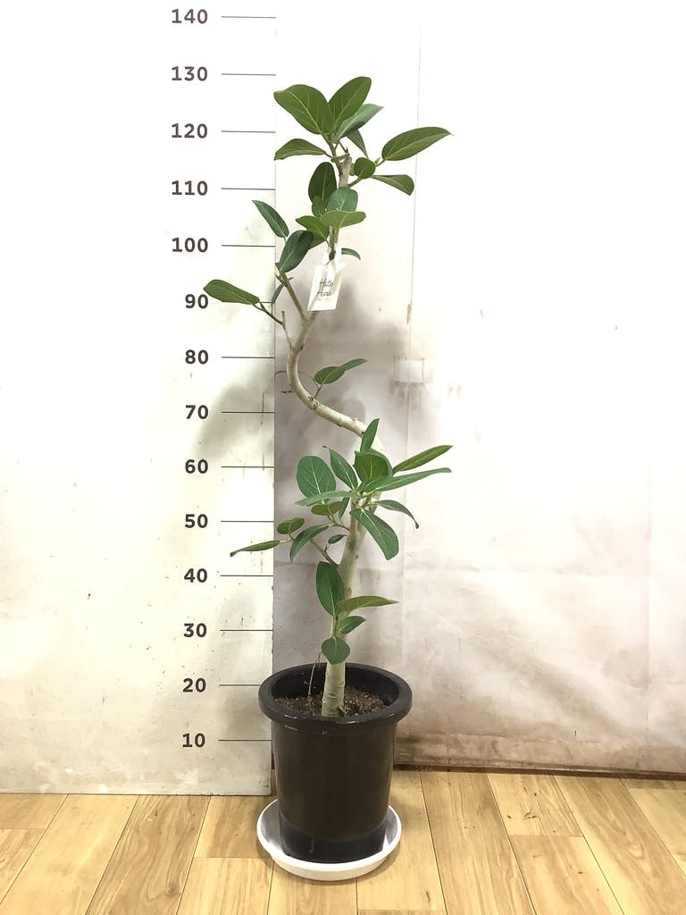 観葉植物 フィカス ベンガレンシス 8号 曲り プラスチック鉢 | 観葉