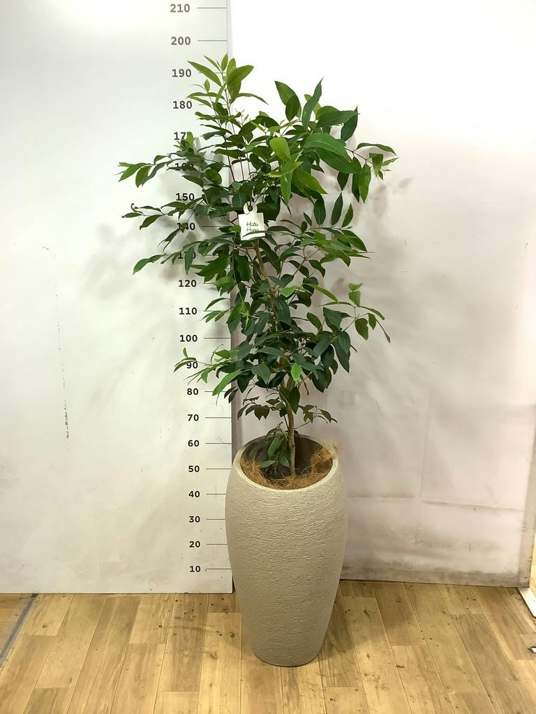 アマゾンオリーブ (ムラサキフトモモ) | 観葉植物通販HitoHana(ひとはな)