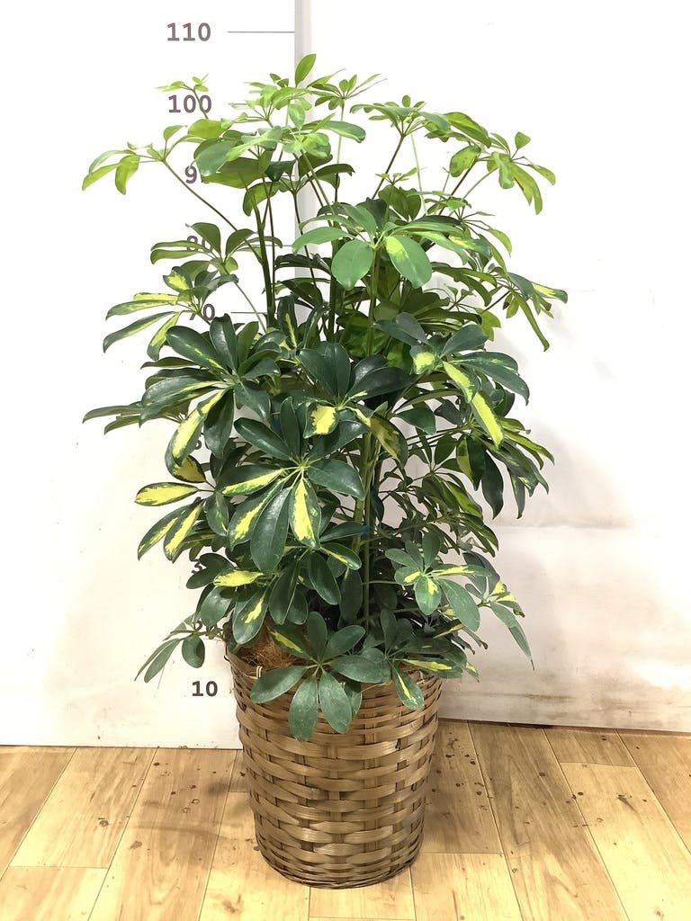 シェフレラ 大型 | 観葉植物通販HitoHana(ひとはな)