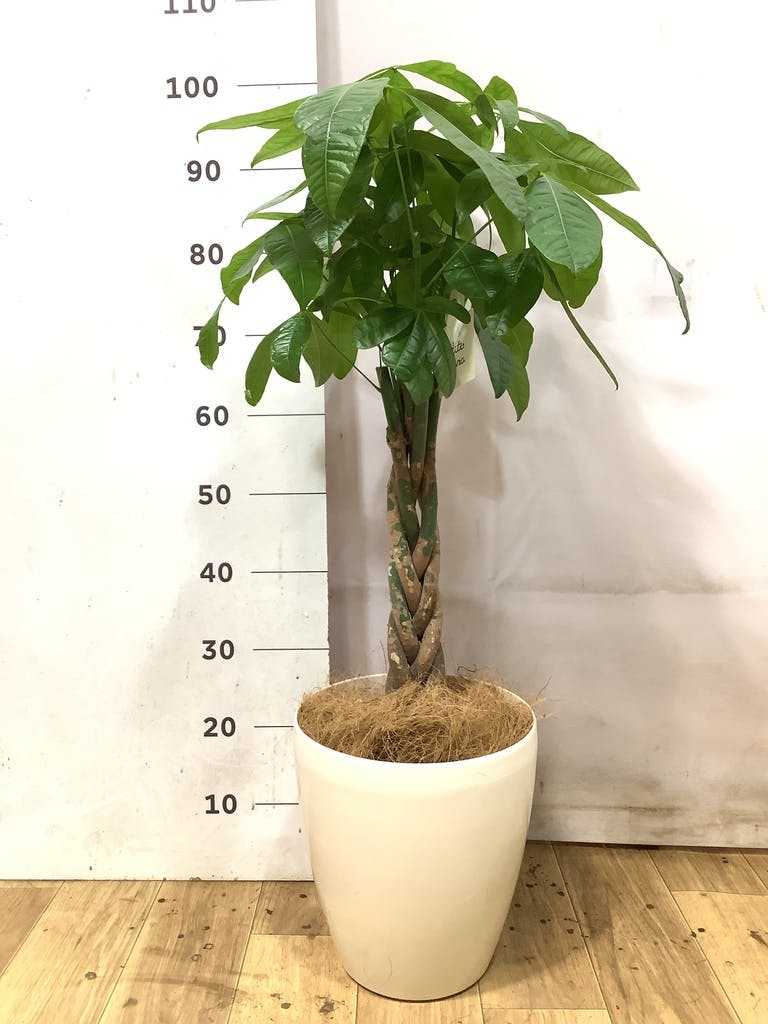 パキラ 7号 | 観葉植物の通販ならHitoHana（ひとはな）