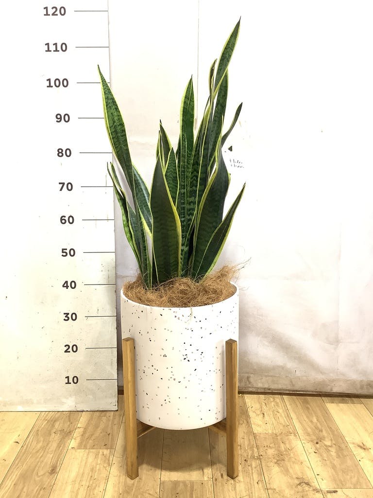 サンスベリア 8号 | 観葉植物 | インテリアやギフトに - Hitohana