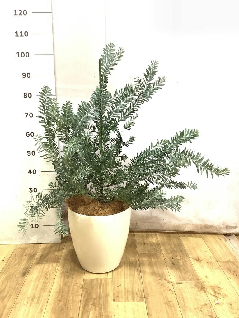 観葉植物 アカシア ブルーブッシュ 8号 ラスターポット white 付き