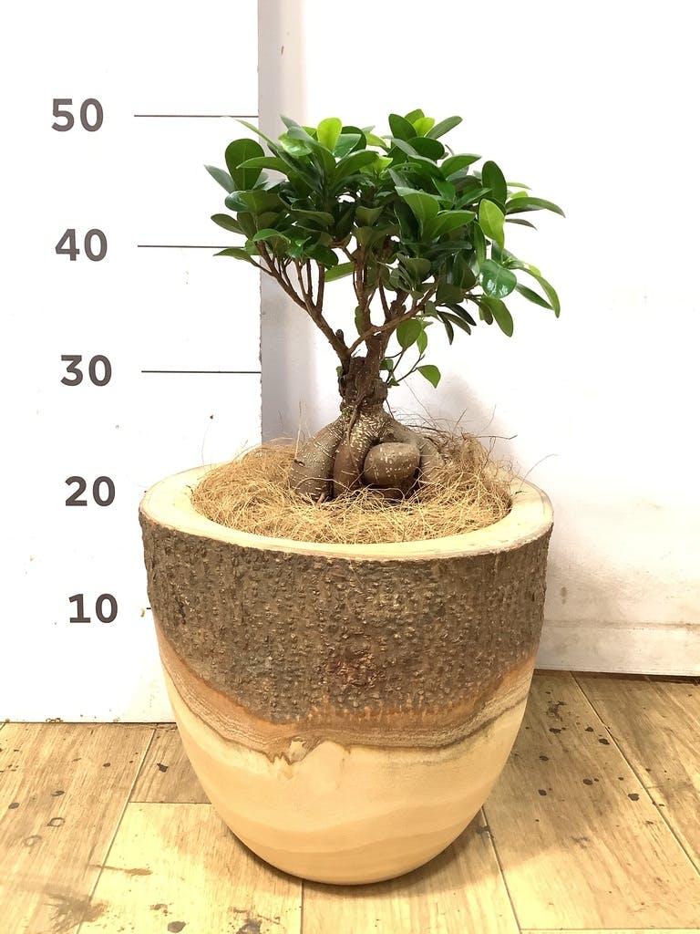ガジュマル 6号 | 観葉植物 | インテリアやギフトに - Hitohana（ひと