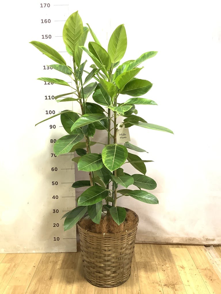 フィカス アルテシーマ 10号 | 観葉植物 | インテリアやギフトに