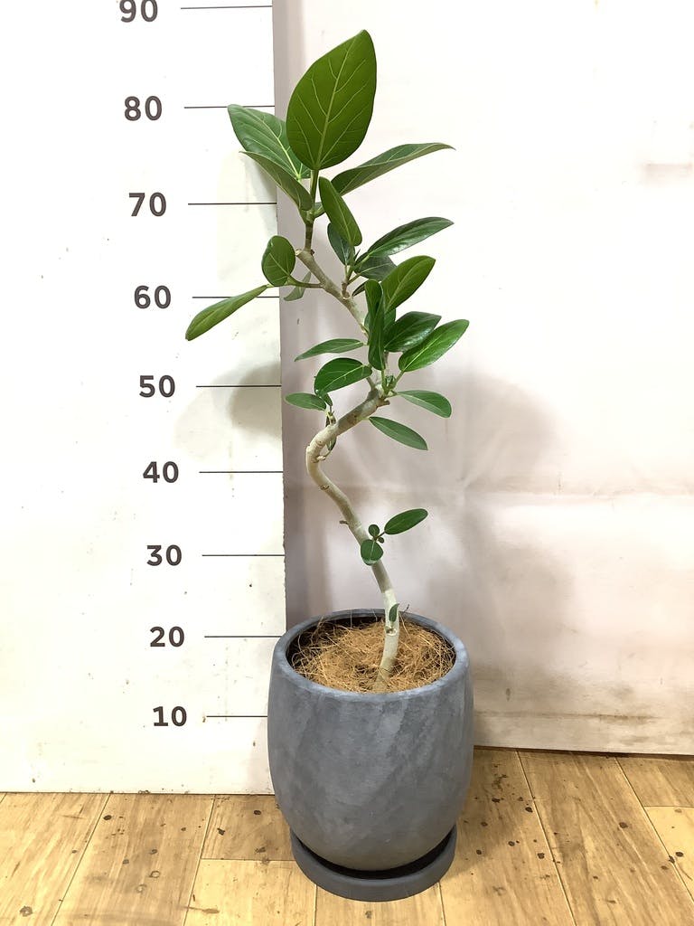 フィカス ベンガレンシス 5号 | 観葉植物通販 HitoHana（ひとはな）