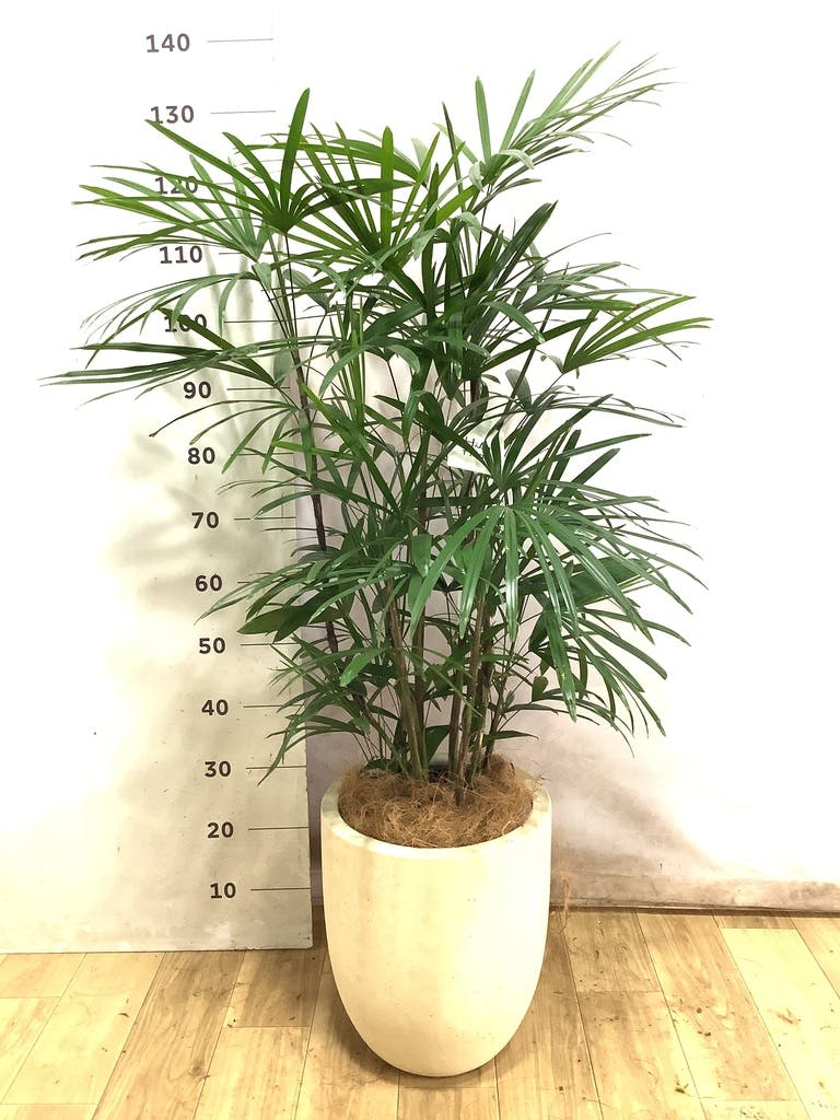 シュロチク 8号 | 観葉植物 | 送料無料でお届け - Hitohana（ひとはな）