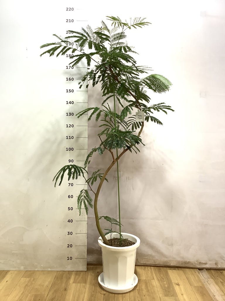 エバーフレッシュ 曲がり | 観葉植物通販 Hitohana（ひとはな）