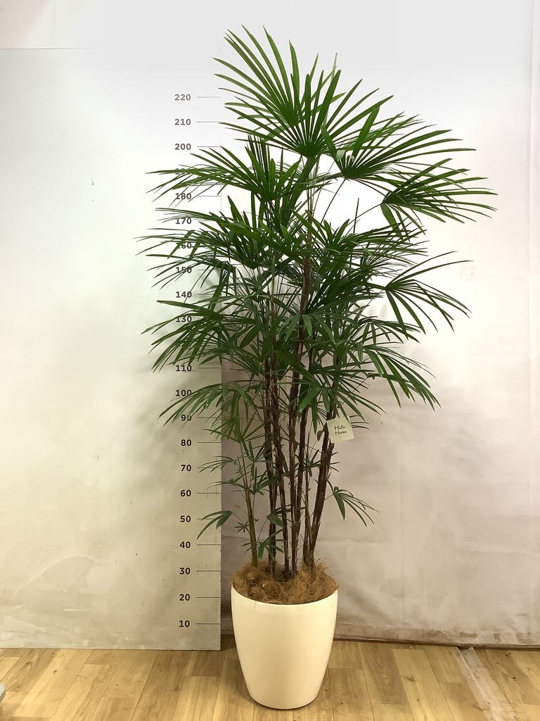 シュロチク 10号 | 観葉植物 | 送料無料でお届け - Hitohana（ひとはな）