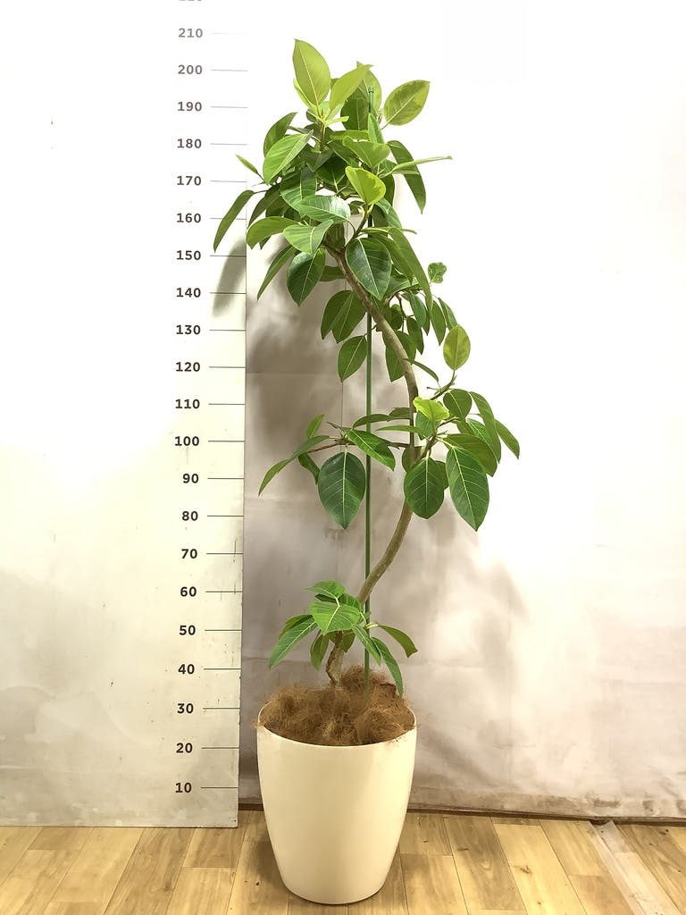 天久グリーンファームのフィカス アルテシーマ 10号 | 観葉植物なら