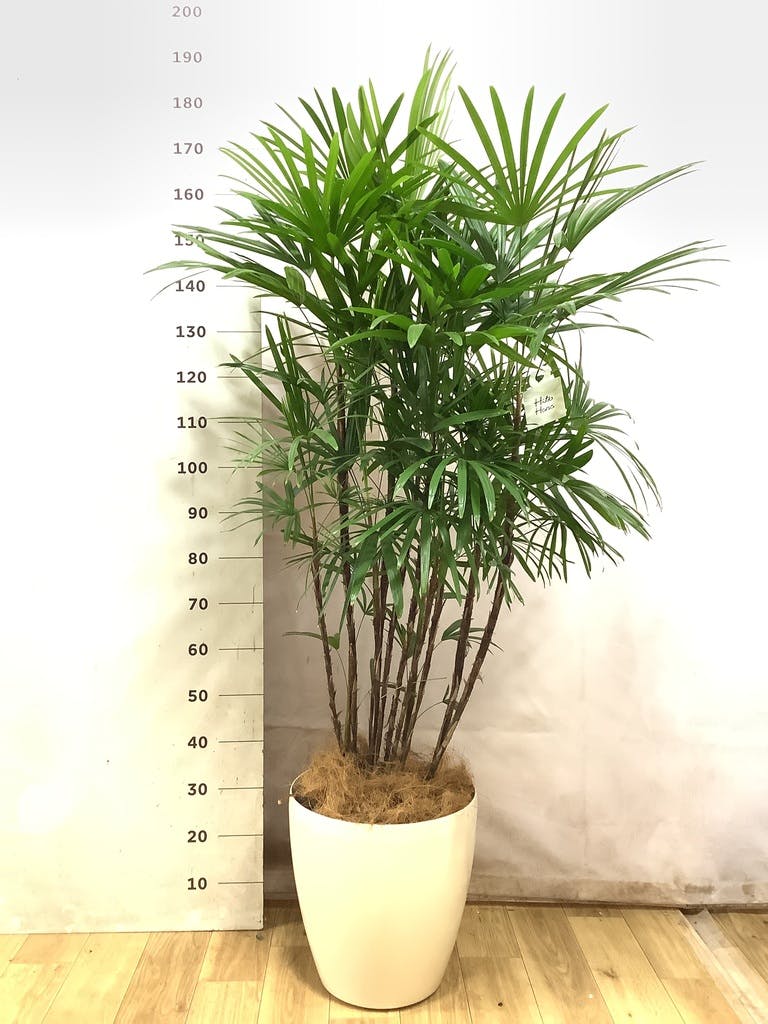 シュロチク 10号 | 観葉植物 | 送料無料でお届け - Hitohana（ひとはな）