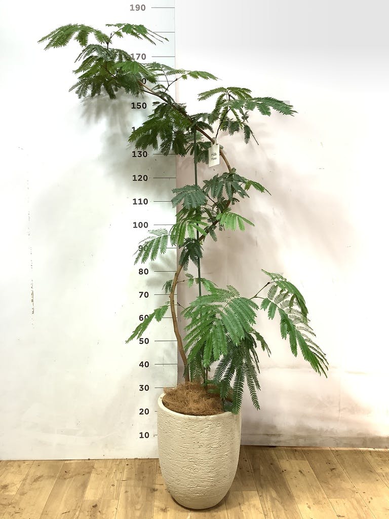 エバーフレッシュ 大型 | 観葉植物通販HitoHana(ひとはな)