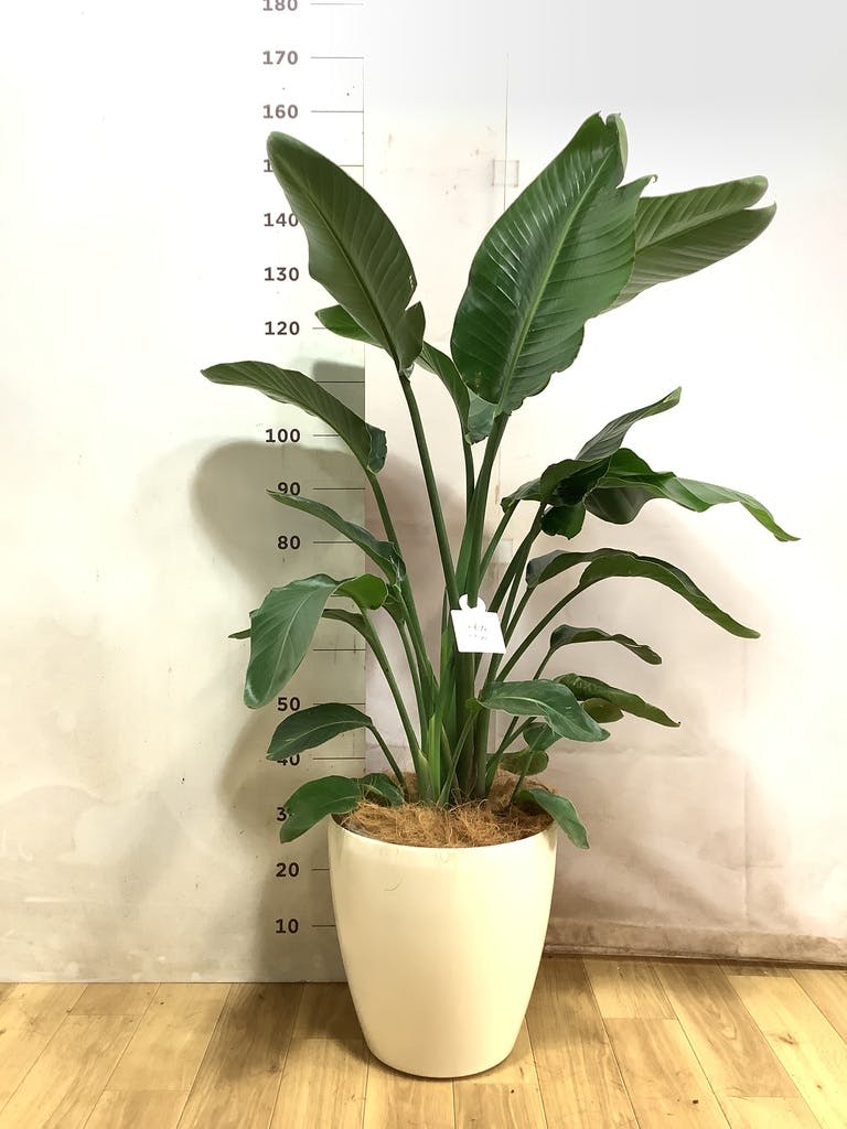 オーガスタ 10号 | 観葉植物の通販ならHitoHana