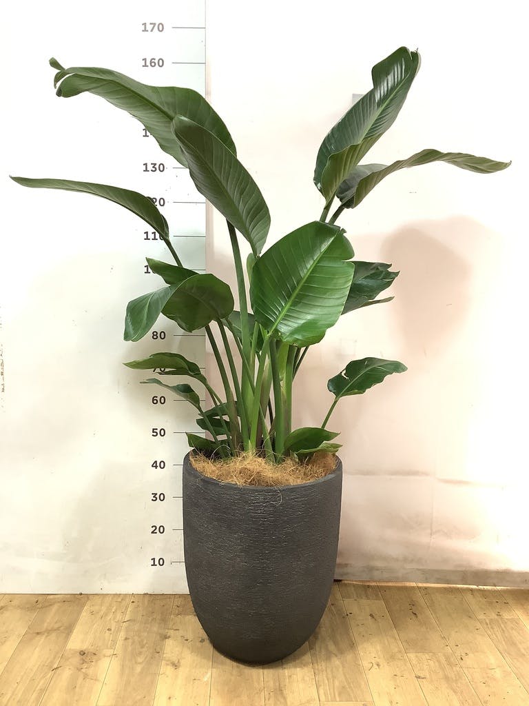 オーガスタ 10号 | 観葉植物の通販ならHitoHana