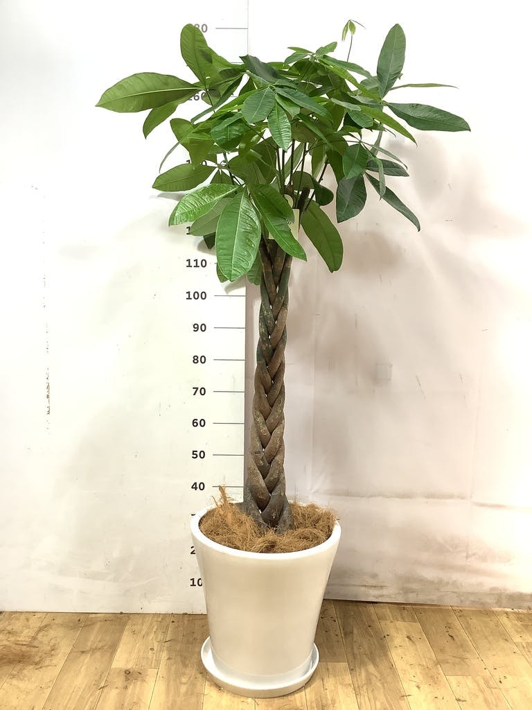 観葉植物 パキラ 10号 ねじり サブリナ 白 付き | 観葉植物なら
