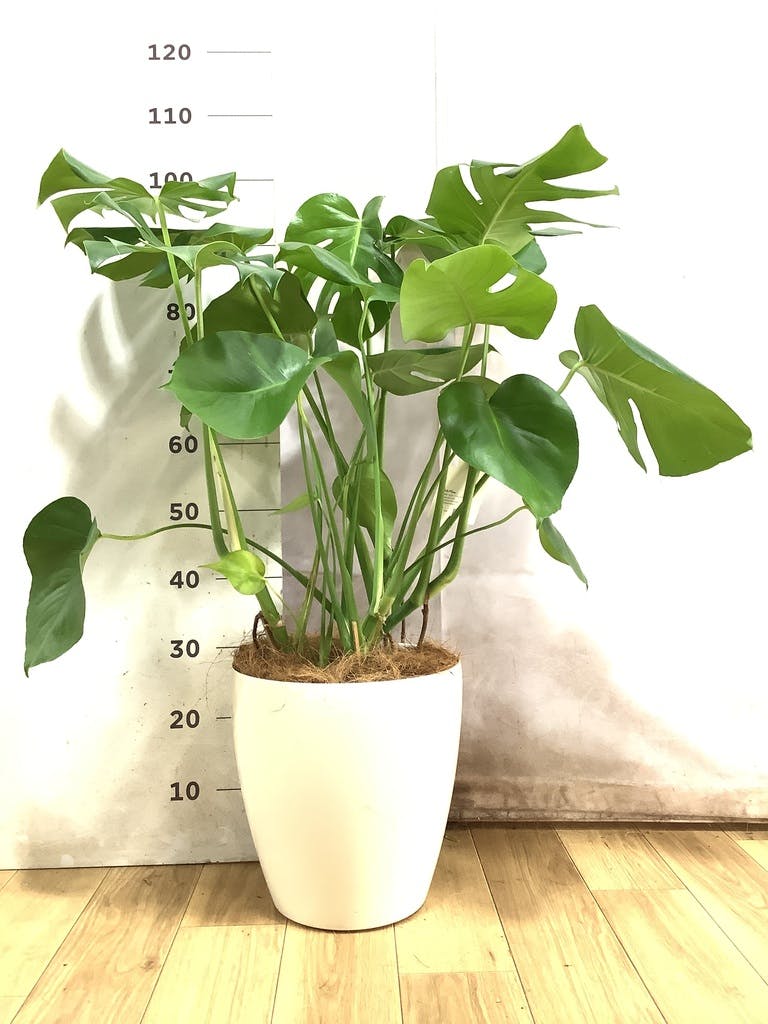 モンステラ 大型 | 観葉植物通販HitoHana(ひとはな)