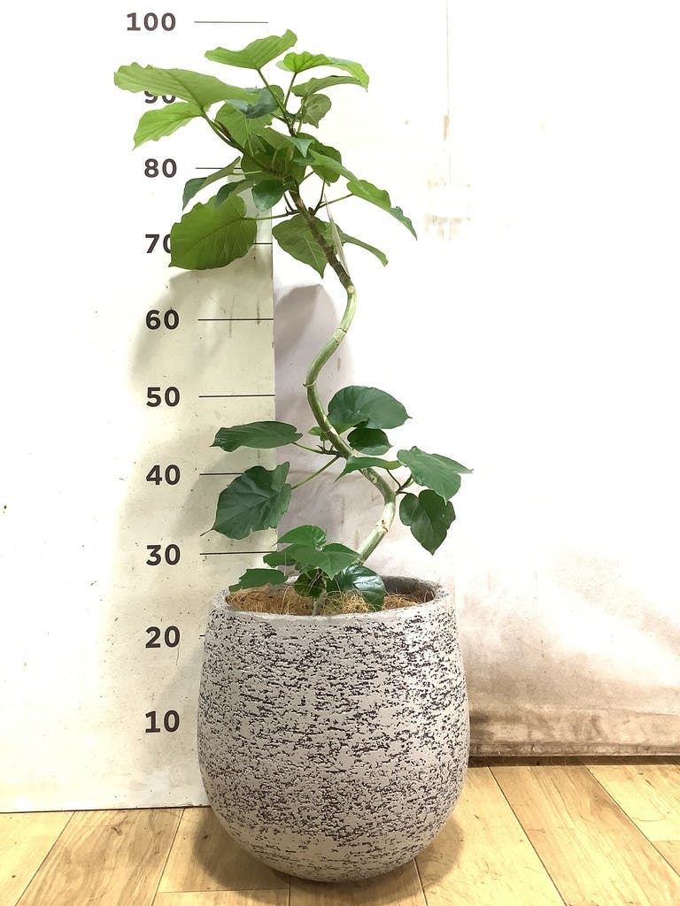 ウンベラータ 6号 | 観葉植物の通販ならHitoHana（ひとはな）