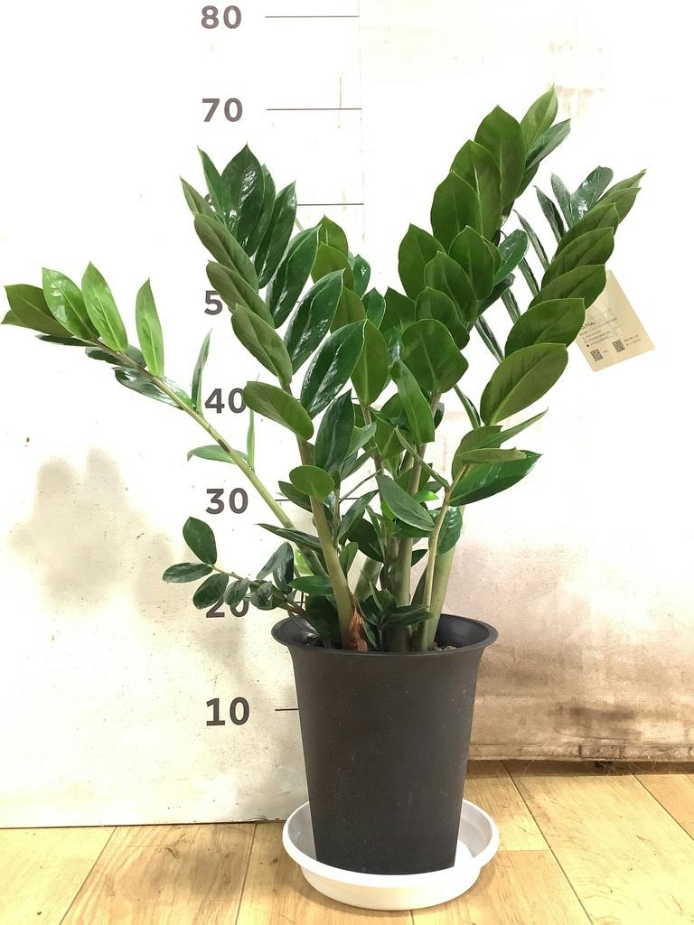 ザミオクルカス　エメラルドグリーン ザミオクルカス | 観葉植物の通販ならHitoHana（ひとはな）