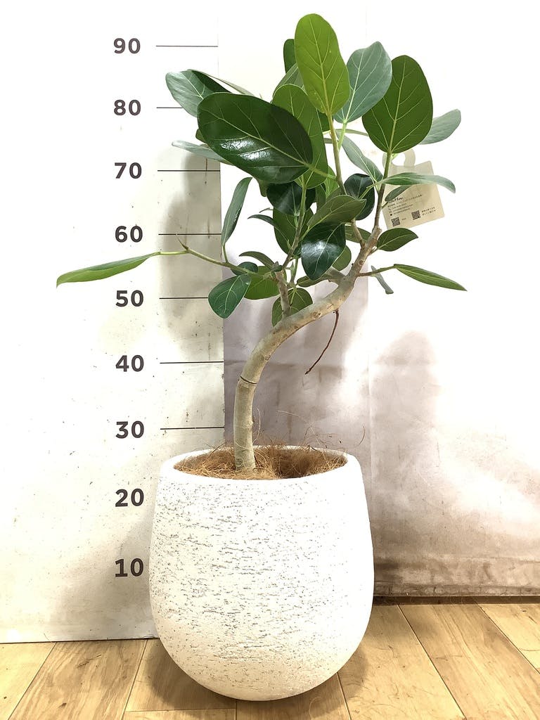 フィカス ベンガレンシス 6号 | 観葉植物通販 Hitohana（ひとはな）