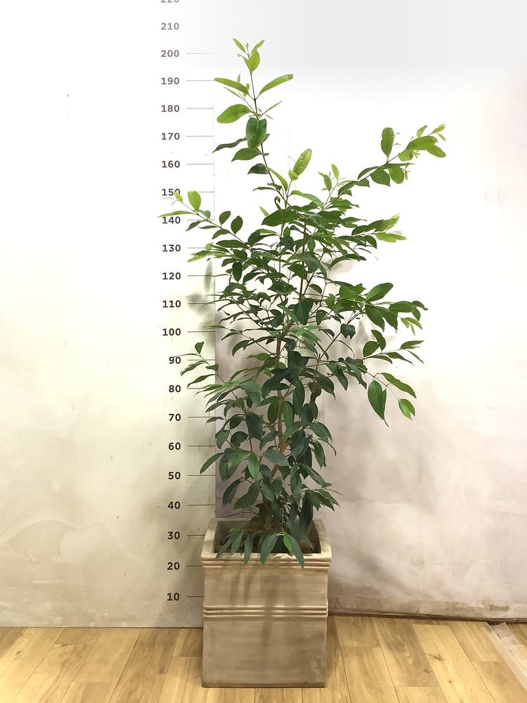 アマゾンオリーブ (ムラサキフトモモ) | 観葉植物通販HitoHana(ひとはな)
