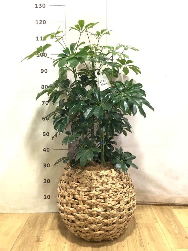 シェフレラ 大型 | 観葉植物通販HitoHana(ひとはな)
